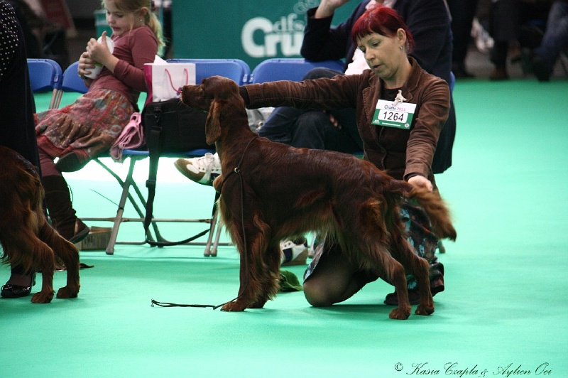 Crufts2011 619.jpg